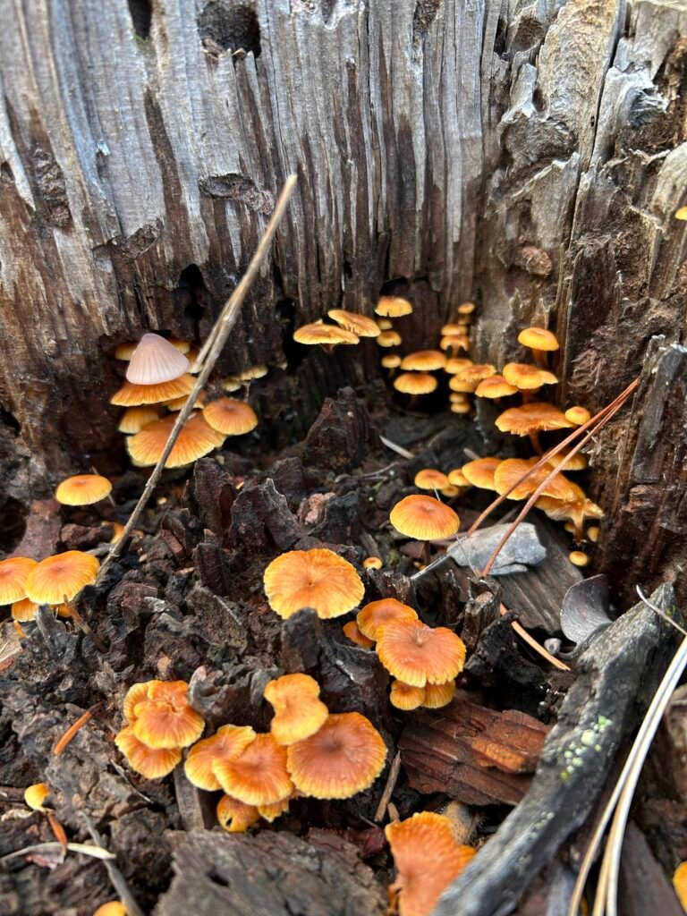 mushrooms